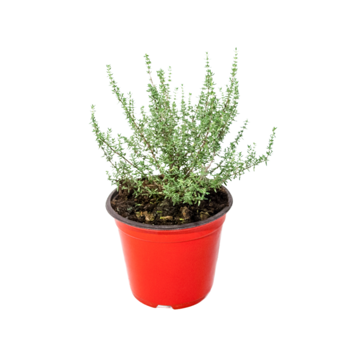 Regalo green - Piantina di Timo