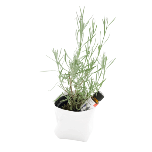 piantina lavanda