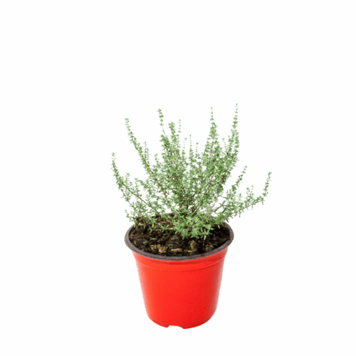 timo