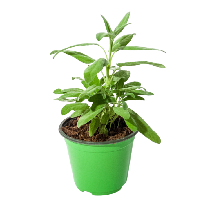 Regalo green - Piantina di Salvia