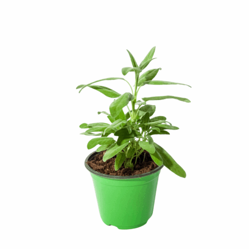 salvia